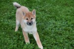 Shiba Inu (reu) 75521