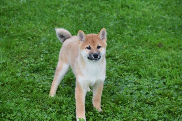 Shiba Inu (reu) 75521
