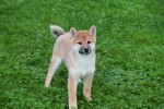Shiba Inu (reu) 75521