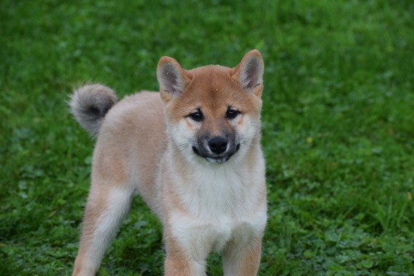 Shiba Inu (reu) 75521