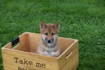 Shiba Inu (reu) 75524