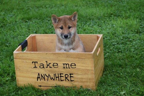 Shiba Inu (reu) 75524