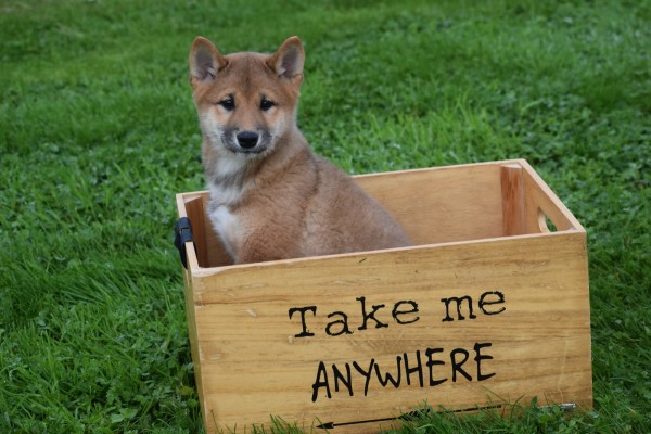 Shiba Inu (reu) 75524