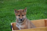 Shiba Inu (reu) 75524