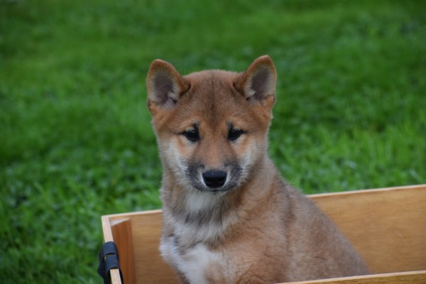 Shiba Inu (reu) 75524