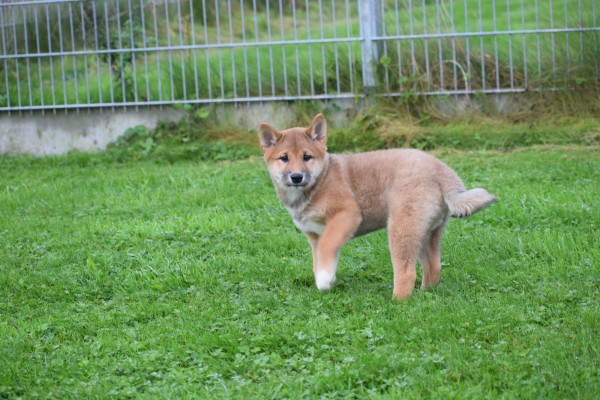 Shiba Inu (reu) 75524