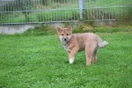 Shiba Inu (reu) 75524