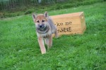 Shiba Inu (reu) 75522