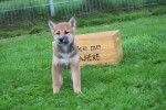 Shiba Inu (reu) 75522
