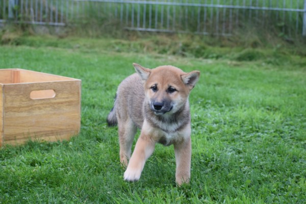 Shiba Inu (reu) 75522