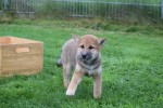 Shiba Inu (reu) 75522