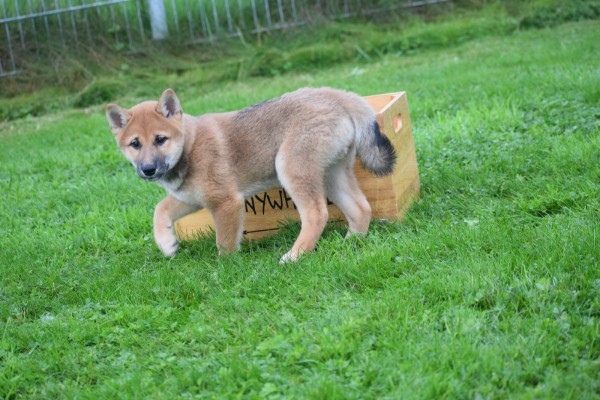 Shiba Inu (reu) 75522