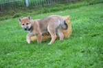 Shiba Inu (reu) 75522