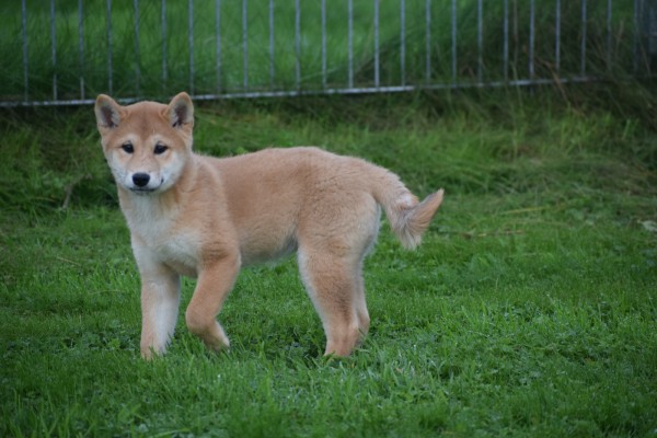 Shiba Inu (teef) 75526