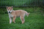 Shiba Inu (teef) 75526
