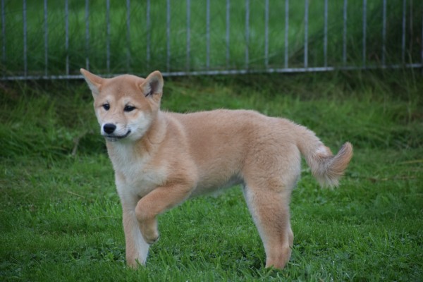 Shiba Inu (teef) 75526