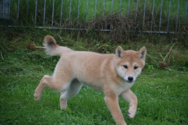 Shiba Inu (teef) 75526