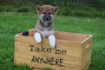 Shiba Inu (teef) 75525