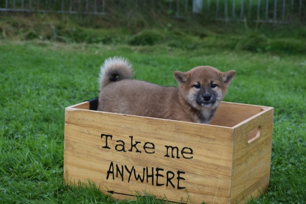 Shiba Inu (teef) 75525