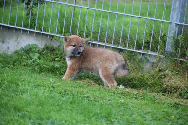 Shiba Inu (teef) 75525