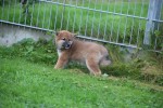 Shiba Inu (teef) 75525
