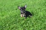 Chihuahua (teef) 33872