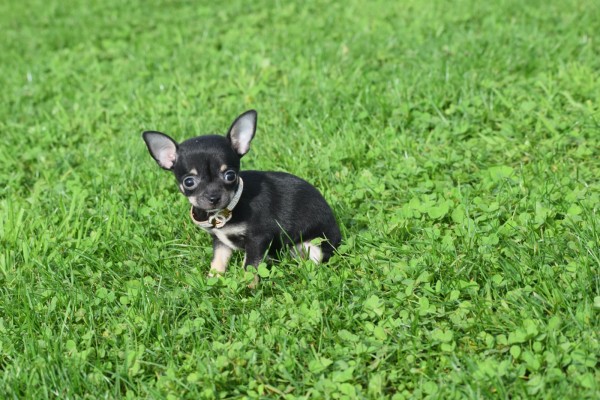 Chihuahua (teef) 33872