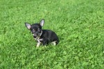 Chihuahua (teef) 33872