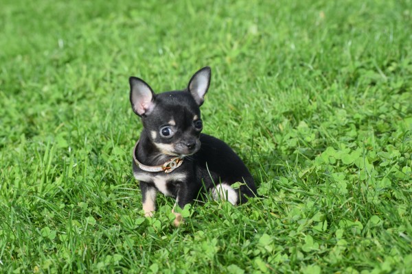 Chihuahua (teef) 33872
