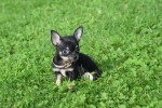 Chihuahua (teef) 33872