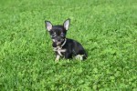 Chihuahua (teef) 33872