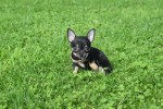 Chihuahua (teef) 33872