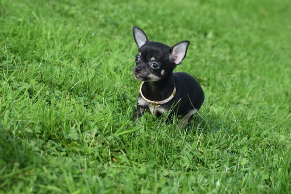 Chihuahua (teef) 33872
