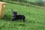 Chihuahua (teef) 33872