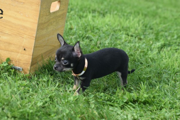 Chihuahua (teef) 33872