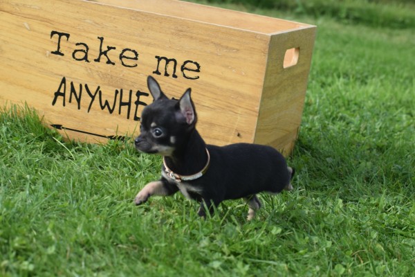 Chihuahua (teef) 33872