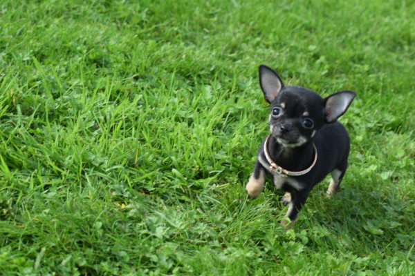 Chihuahua (teef) 33872