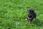Chihuahua (teef) 33872