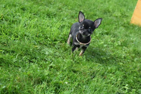 Chihuahua (teef) 33872
