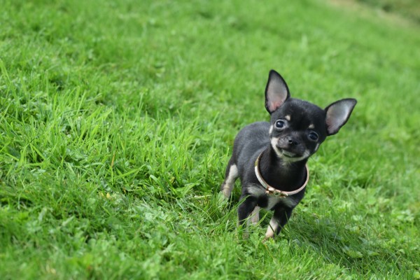 Chihuahua (teef) 33872