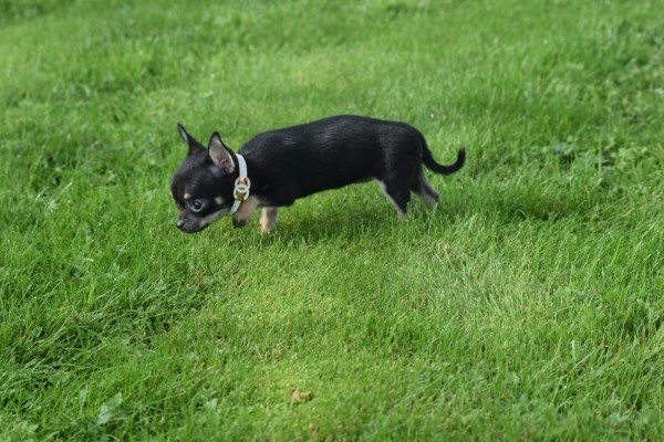Chihuahua (teef) 33872