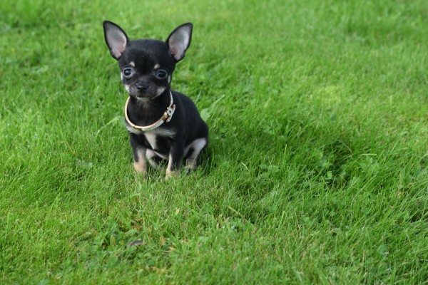 Chihuahua (teef) 33872