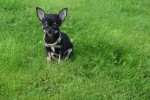 Chihuahua (teef) 33872