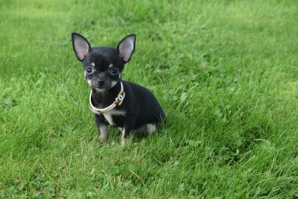 Chihuahua (teef) 33872