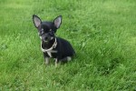 Chihuahua (teef) 33872