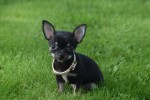 Chihuahua (teef) 33872