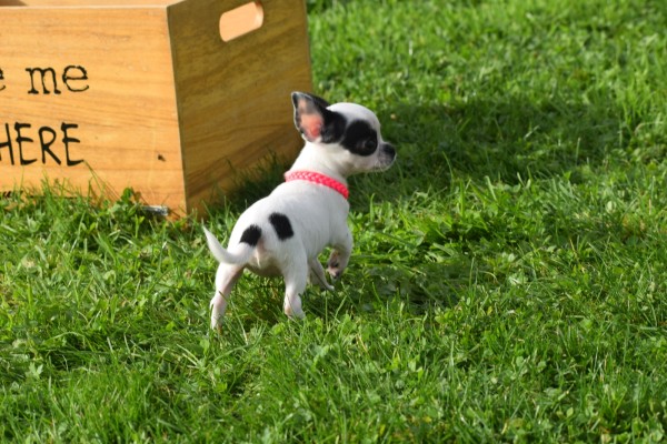 Chihuahua (teef) 31552