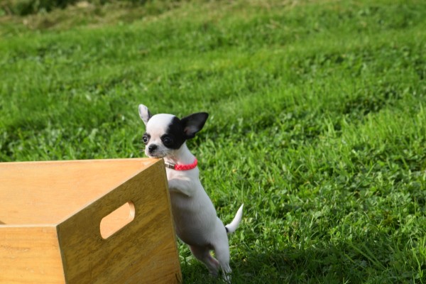 Chihuahua (teef) 31552