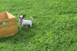 Chihuahua (teef) 31552