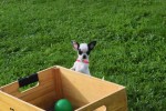 Chihuahua (teef) 31552